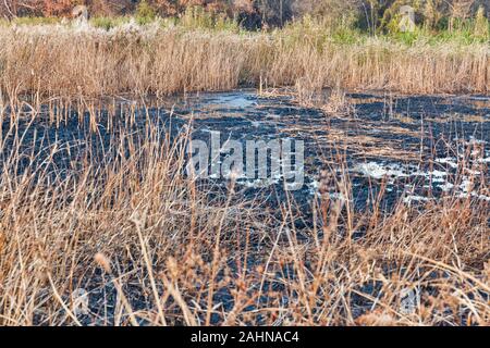 Campo d'autunno di bruciato reed sulla palude, riverbank Foto Stock