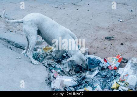 Street Dog in India mangiare rifiuti con una gamba amputata Foto Stock