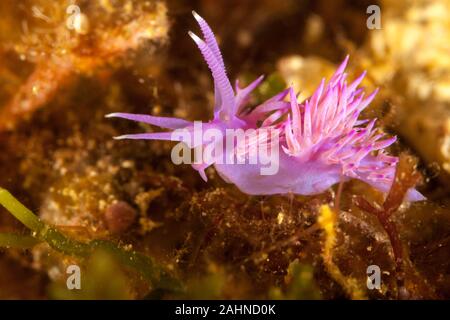 Sea slug Violett, Flabellina Flabellina affinis Foto Stock