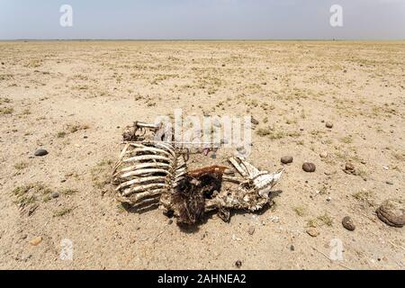 Scheletro di un animale morto nel deserto vicino al lago Turkana, confine tra Etiopia e Kenya Foto Stock