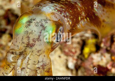 I calamari sono cefalopodi in superorder Decapodiformes con corpi allungati Foto Stock