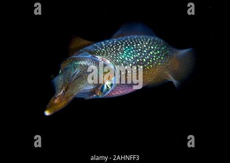 I calamari sono cefalopodi in superorder Decapodiformes con corpi allungati Foto Stock