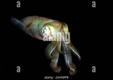 I calamari sono cefalopodi in superorder Decapodiformes con corpi allungati Foto Stock