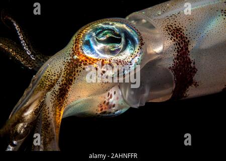 I calamari sono cefalopodi in superorder Decapodiformes con corpi allungati Foto Stock