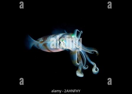 I calamari sono cefalopodi in superorder Decapodiformes con corpi allungati Foto Stock
