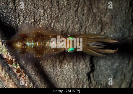 I calamari sono cefalopodi in superorder Decapodiformes con corpi allungati Foto Stock