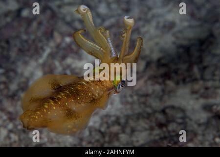 I calamari sono cefalopodi in superorder Decapodiformes con corpi allungati Foto Stock