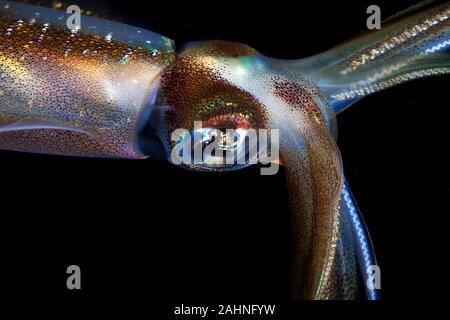 I calamari sono cefalopodi in superorder Decapodiformes con corpi allungati Foto Stock