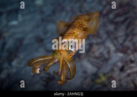 I calamari sono cefalopodi in superorder Decapodiformes con corpi allungati Foto Stock