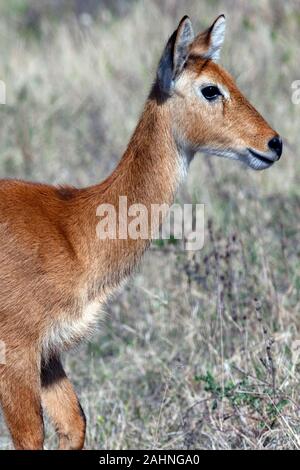 Una giovane femmina di antilope Puku (Kobus vardonii) nel Parco Nazionale Chobe regione del nord Botswana, Africa. Foto Stock