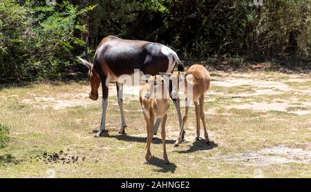 Swellendam, Western Cape, Sud Africa. Dicembre 2019. Un Bontebok con due giovani camminando in un campeggio Foto Stock