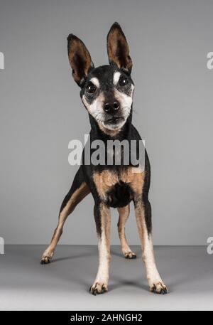 13 anni Miniature Pinscher, Regno Unito. Foto Stock