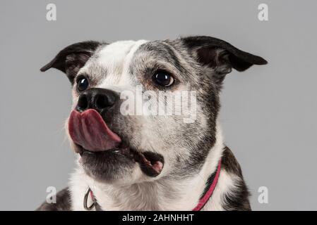 Staffordshire Bull Terrier, 11 anni, brindle & bianco, Regno Unito Foto Stock