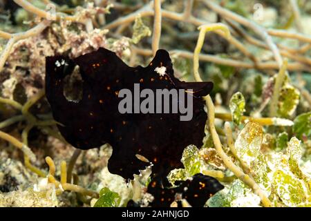 Il dipinto o Rana pescatrice Rana pescatrice maculato, Antennarius pictus, è un mare di pesci appartenenti alla famiglia Antennariidae Foto Stock