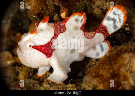 Presenta verrucosa, rana pescatrice Rana pescatrice clown, Antennarius maculatus è un pesce marino appartenente alla famiglia Antennariidae Foto Stock