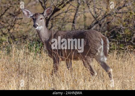 Coues' White-tailed deer o Arizona White-tailed deer Odocoileus virginianus couesi Foto Stock