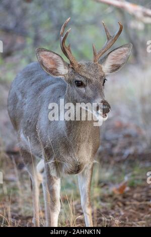 Coues' White-tailed deer o Arizona White-tailed deer Odocoileus virginianus couesi Foto Stock