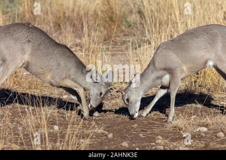 Coues' White-tailed deer o Arizona White-tailed deer solchi Odocoileus virginianus couesi Foto Stock