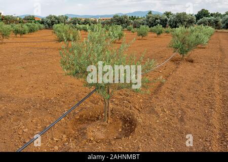 Tipico paese coltivati terreni, con olivo Grecia, Italia. Agricoltura sfondo. Impianto automatico sistema di irrigazione. Oliva il concetto di business. Azienda di famiglia. I giovani ulivi. Foto Stock