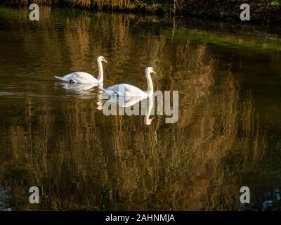 Una coppia di cigni, Cygnus olor, su un laghetto con la riflessione di un salice piangente albero in inverno Foto Stock