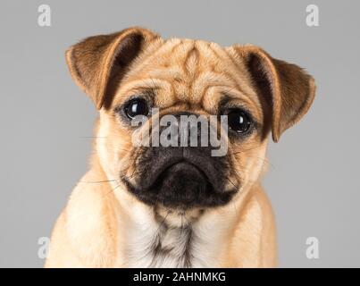 Puggle (mix di un boccale e Beagle) 6 mesi, femmina, colore marrone chiaro, Regno Unito. Foto Stock