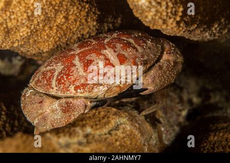 Carpilius convexus è una specie di granchio che vive nell'Indo-Pacifico, dalle Hawaii verso il Mar Rosso e il Sud Africa Foto Stock