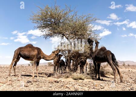 Una mandria di cammelli che pascolano nel deserto. Marocco. Foto Stock