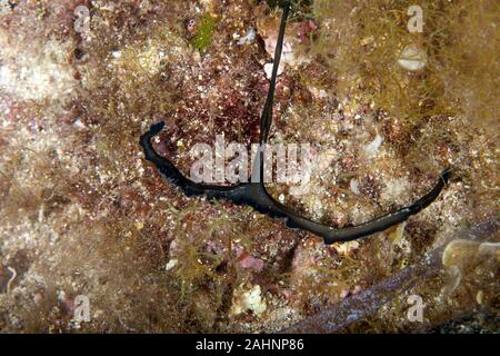 Bonellia viridis, vite senza fine Foto Stock