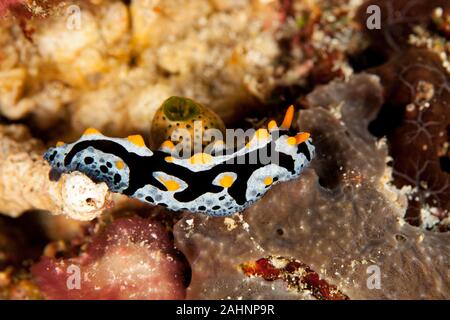 Phyllididia, mare slug, un dorid nudibranch Foto Stock