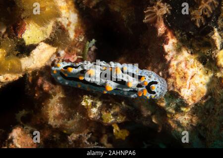 Phyllididia, mare slug, un dorid nudibranch Foto Stock