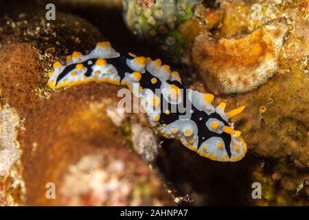 Phyllididia, mare slug, un dorid nudibranch Foto Stock