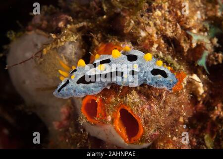 Phyllididia, mare slug, un dorid nudibranch Foto Stock