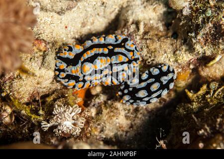 Phyllididia, mare slug, un dorid nudibranch Foto Stock