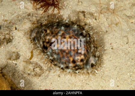 Cypraea tigri, Tiger cowrie Foto Stock