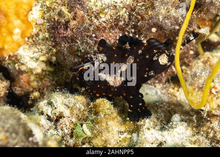 Il dipinto o Rana pescatrice Rana pescatrice maculato, Antennarius pictus, è un mare di pesci appartenenti alla famiglia Antennariidae Foto Stock