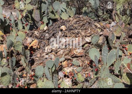 Packrat abitazione, Arizona Foto Stock