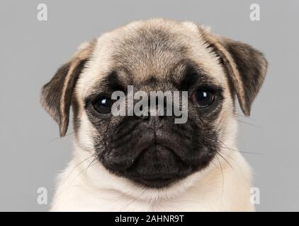 Cucciolo PUG a 12 settimane, maschile, UK. Foto Stock