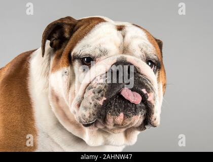 Bulldog britannico 2 anni, maschio, Regno Unito. Foto Stock