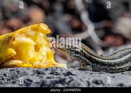 Femmina di La Palma lucertole della parete (gallotia galloti palmae) mangiare scartato banana su roccia vulcanica. La lucertola maschio ha un leggero colore azzurrognolo sotto il collo Foto Stock