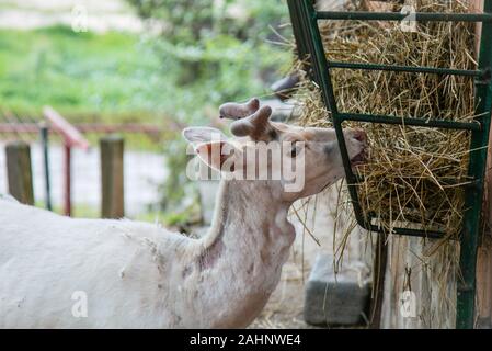 Renne bianche che mangiano paglia in una fattoria locale a Brasov Foto Stock