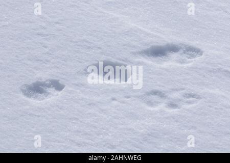 Close up Orme nella neve di montagna / lepre lepre alpina / neve lepre (Lepus timidus) in inverno Foto Stock