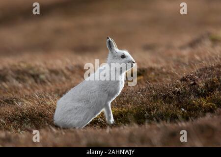 La lepre bianca / lepre alpina / neve lepre (Lepus timidus) in bianco inverno pelage rovistando nella brughiera nei Cairngorms NP in primavera, Scotland, Regno Unito Foto Stock