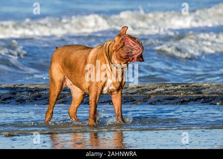 Unleashed Dogue de Bordeaux / Francese Mastiff / Bordeauxdog, Francese cane di razza scuotendo la testa sulla spiaggia Foto Stock