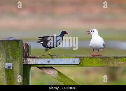 Testa nera Gull Larus ridibundus e Moorhen sulla recinzione Foto Stock