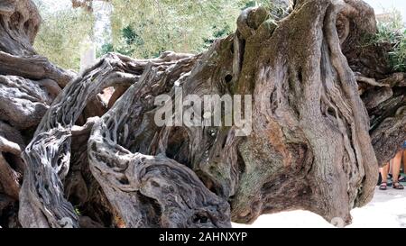 Un olivo di duemila anni nel villaggio di montagna Loucha Foto Stock