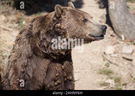 Ritratto di un orso dei Pirenei, Sant Julia de Loria, Andorra. Foto Stock