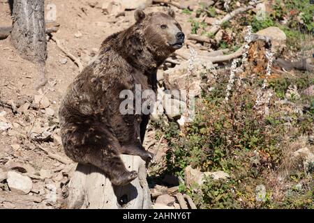 Orso bruno seduto su un tronco in un bosco di Sant Julia de Loria, Andorra. Foto Stock