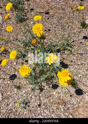 Arizona fioritura giallo Angelita daisy in Tucson AZ Foto Stock