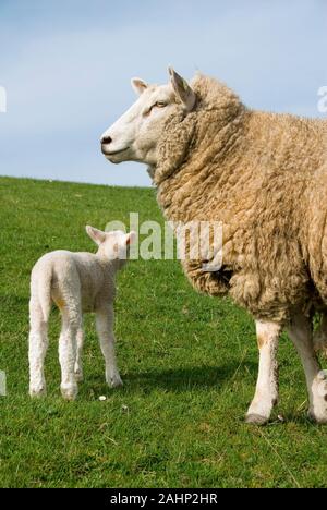 Deutschland, Schleswig-Holstein, Schafe, Jungtier Foto Stock