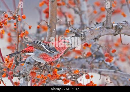 Un maschio di Pine Grosbeak, Pinicola enucleator, in Crabapples Foto Stock